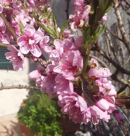 La Torretta - Cerreto Grue Bed & Breakfast 4*