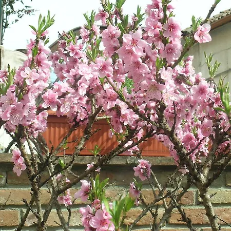 La Torretta - Cerreto Grue 4*