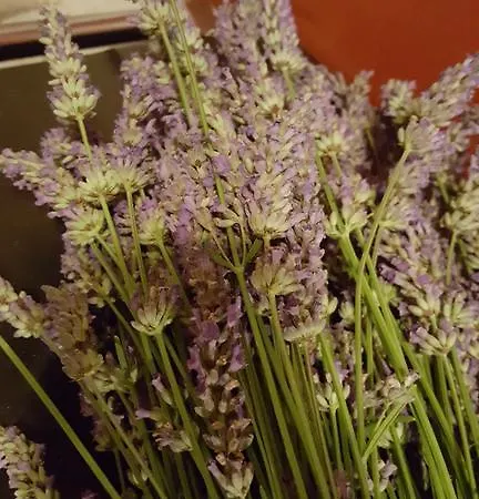 La Torretta - Cerreto Grue